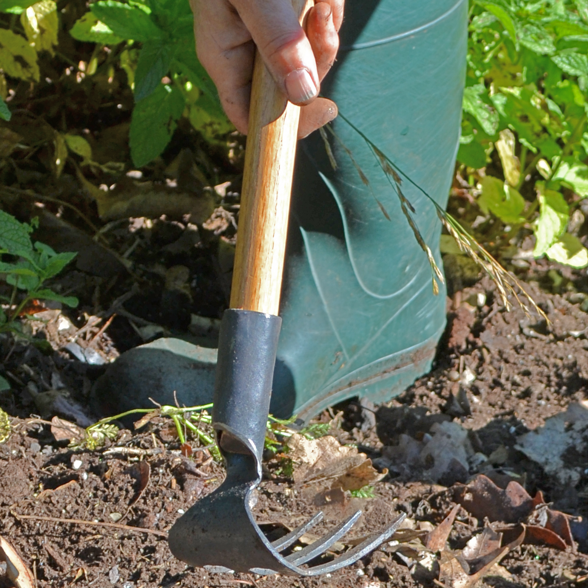 Master Shin's Anvil #70 Hand Cultivator, 3-Tine (photo 4 of 6)