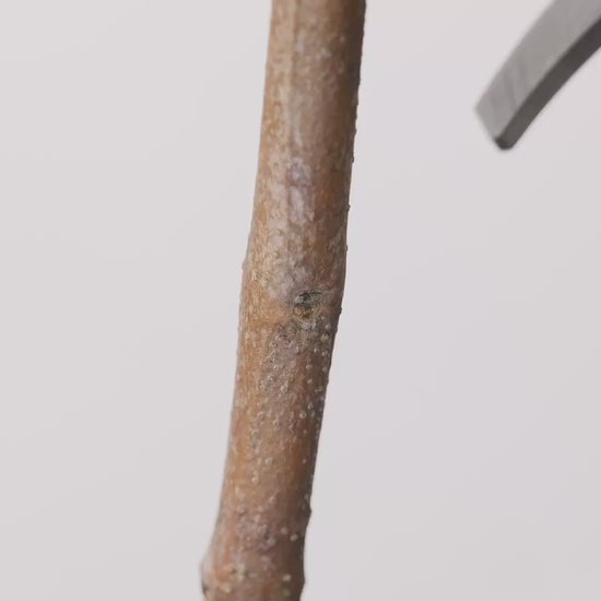 Video: Toyama Hamono T13-O in use