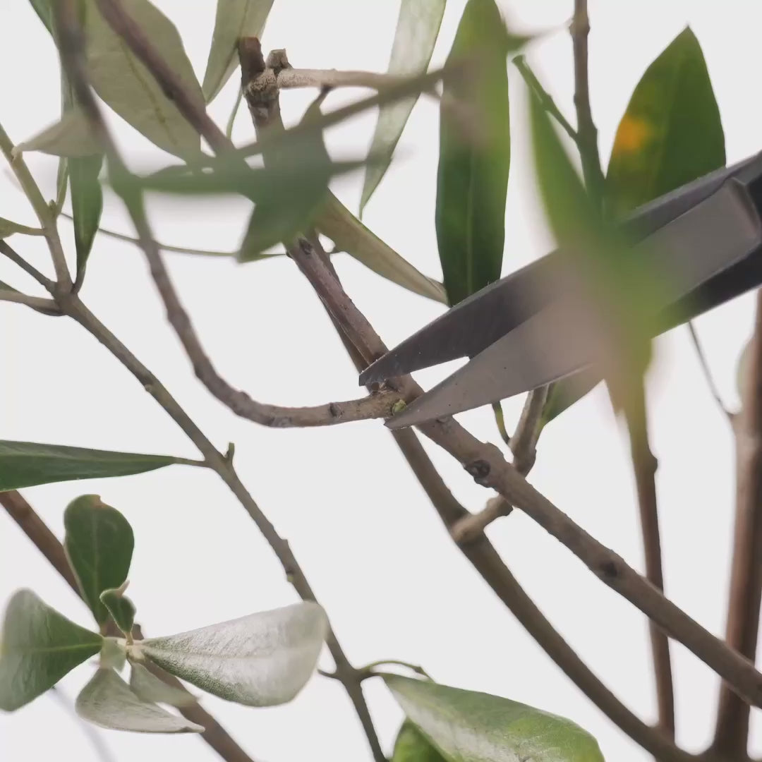 Video: Toyama Hamono T4-4 in use