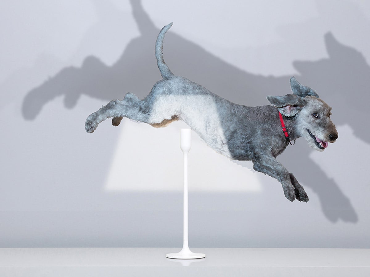 Innermost YOY LED table lamp by YOY – with a dog leaping through the projected light