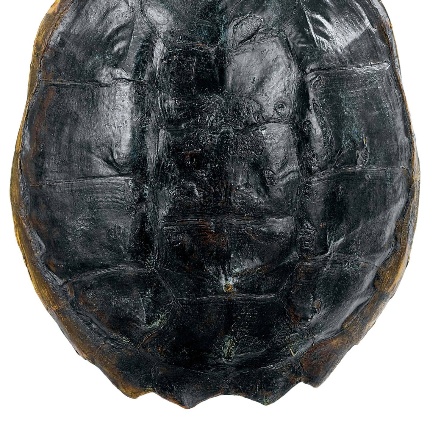 Regina Andrew Turtle Shell Accessory in Natural
